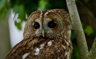 Jeunes chouettes hulottes : vigilance et conseils